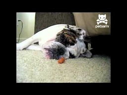 Jak obudzić chrapiącego psa