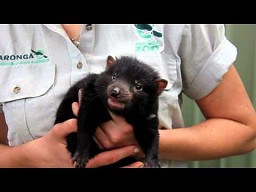 Tasmańskiego diabła szczeniaki