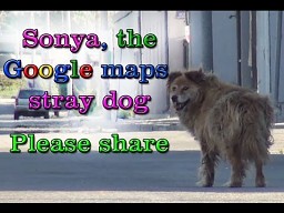 Sonya, pies z Google Maps