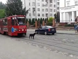 Pies kontra tramwaj