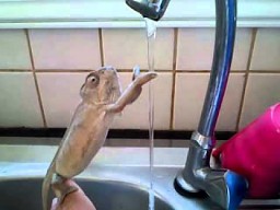 Kameleon myjący sobie ręce