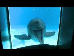 Czy delfiny kiedyś staną się równie inteligentne jak ludzie?