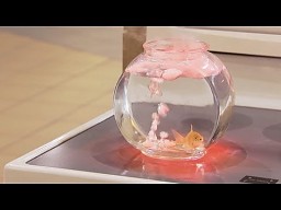 Ukryta kamera: złota rybka na kuchence