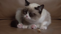 Historia włochatego celebryty - spoczywaj w niezadowoleniu Grumpy Cat