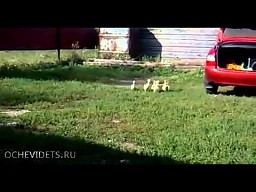 Posłuszne kaczki z Rosji