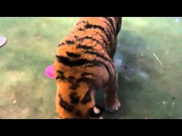 Reakcja tygrysa na świeże mięso 