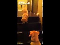 Pies uczy szczeniaka schodzenia ze schodów