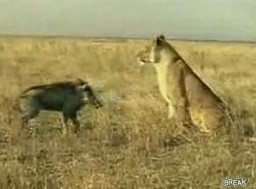Guziec atakuje bezbronnego lwa