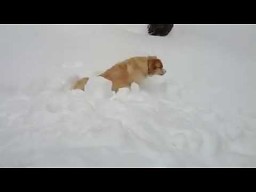 Piesek w głębokim śniegu