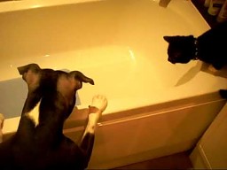 Jak kota pies wykąpał