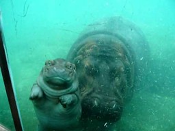 Mały hipopotam "uczy się" pływać