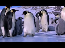 Pingwinie łamagi