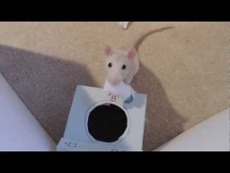 Szczury to mądre bestie!