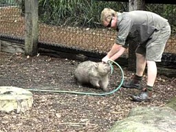 Prawdziwy Mortal Wombat