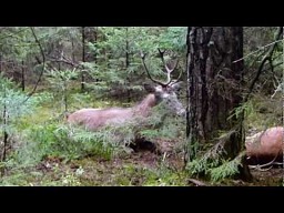 Ratowanie jeleni