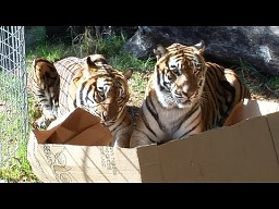 Czy duże koty też lubią pudełka?