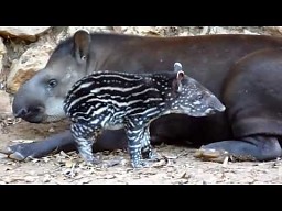 Całą prawda o tapirach