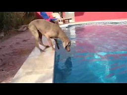 Mądry pies i frisbee w basenie