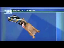 Pies pogryzł opony - animacja w TV