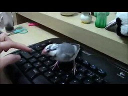 Ptak broni klawiatury