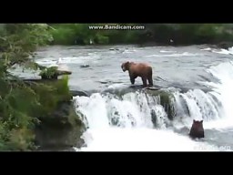 Niedźwiedzica chroni młode