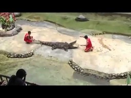 Krokodyl zepsuł występ
