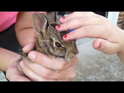 Pierwsze hasanie królika