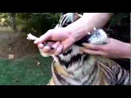 Usuwanie zęba tygrysowi