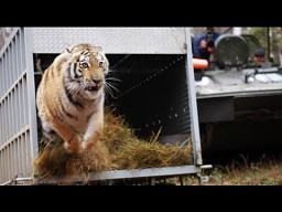 Syberyjska tygrysica wraca na wolność