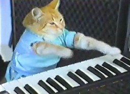 Kot, który gra na keyboardzie