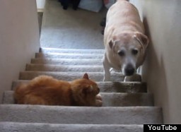 Psy przerażone widokiem kota