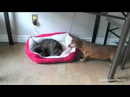 Koty kradną psom miejsce do spania