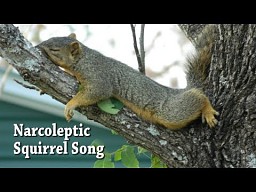 Piosenka o wiewiórce z narkolepsją