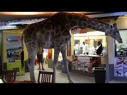 Wchodzi żyrafa do baru...