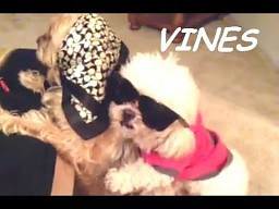 Best Dog Vines Compilation 2014