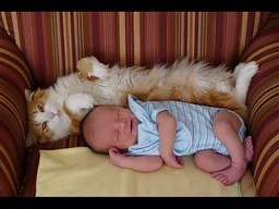 Koty poznają nowych członków rodzin   