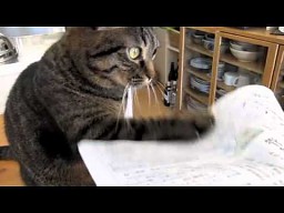 Kotka, która uderza w papier