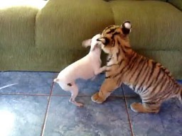 Mały tygrys bawi się z psem    