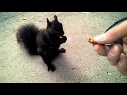 Przyjacielska czarna wiewiórka