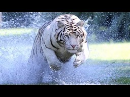 Tygrysy biegnące z pełną prędkością