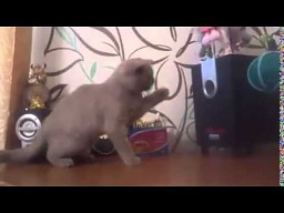 Kot łapie basy