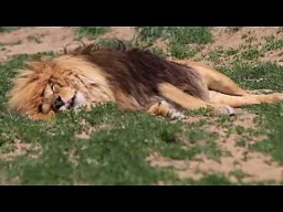 Groźnie śpiący lew