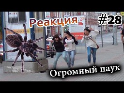 Duży i straszny pająk