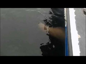 Orka wyrzuca w powietrze lwa morskiego niczym z katapulty