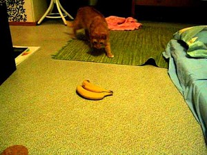 1 kot i 2 banany
