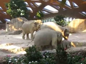 Na pomoc małemu słoniątku