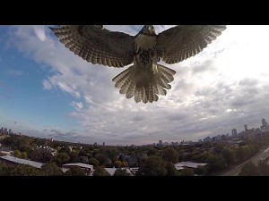 Jastrząb atakuje drona