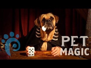The Great Dogzini - psia magia
