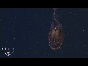 Melanocetus - prawdziwy potwór z głębin