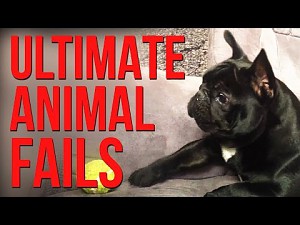 Wypadki zwierząt || FailArmy